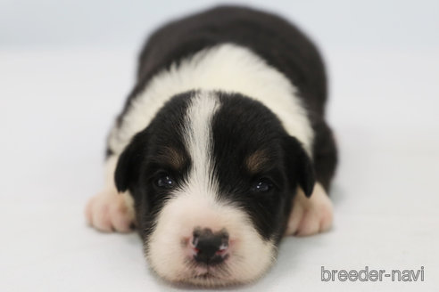 成約済の神奈川県のボーダーコリー-342035の3枚目